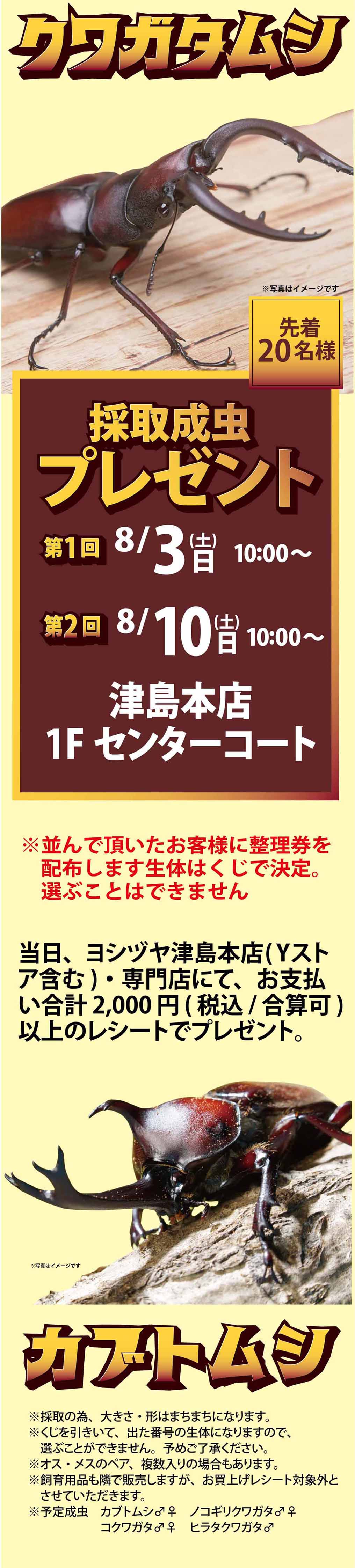 採取成虫プレゼント 20240803-0810｜ヨシヅヤ ～地元を、愛そう。～